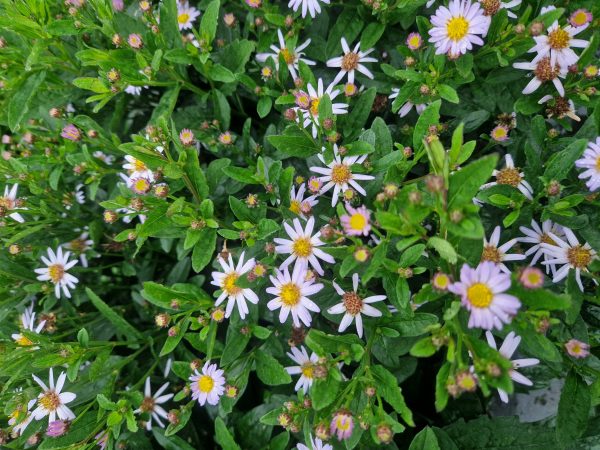 Aster ageratoides 'Asmo'2 Aster ageratoides 'Asmo'
