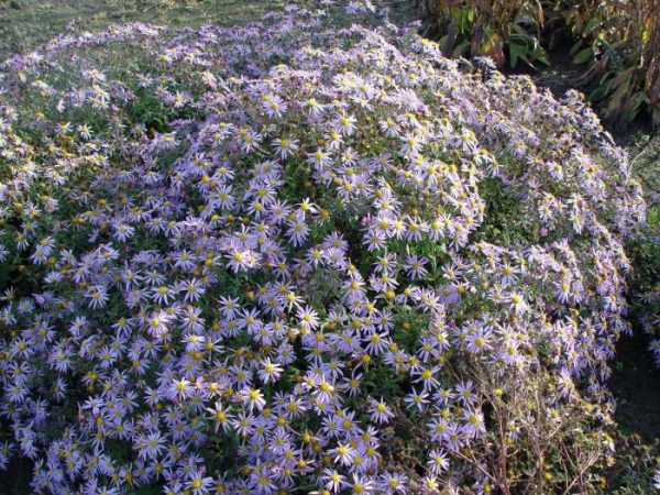 Aster ageratoides 'Eleven Purple' Aster ageratoides 'Eleven Purple'