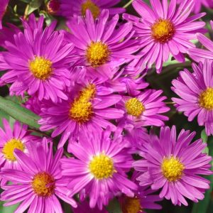 Aster dumosus 'Anneke'