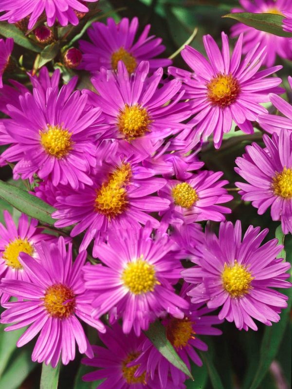 Aster dumosus 'Anneke' Aster dumosus 'Anneke'