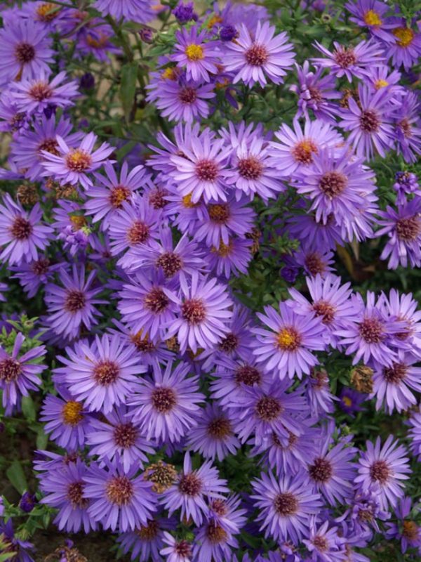 Aster dumosus 'Wood's Purple' | Shop Established Aster | Proctors Nursery