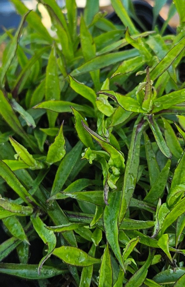 Aster dumosus 'Wood's Purple'