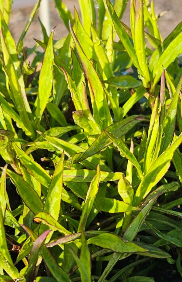 Aster dumosus 'Wood's Purple'