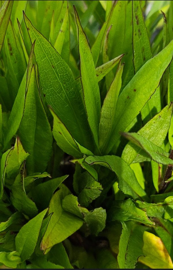 Aster dumosus 'Wood's Purple'
