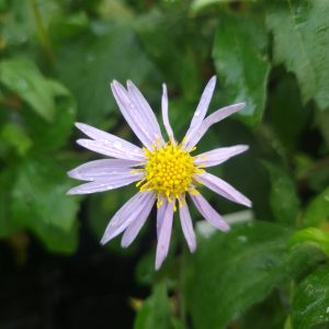 Aster ageratoides 'Eleven Purple'