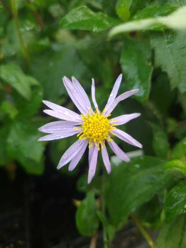 Aster eleven purple Aster ageratoides 'Eleven Purple'