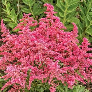 Astilbe x arendsii ‘Astary Rose Red'