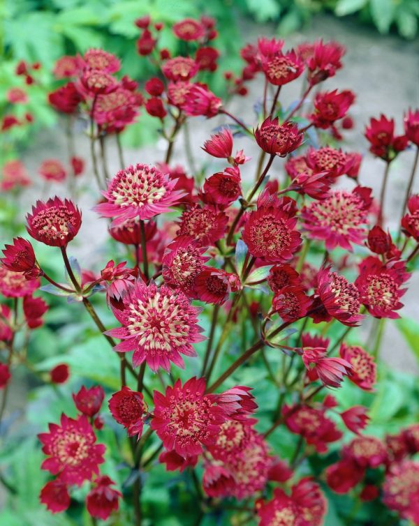 Astrantia 'Claret' Astrantia 'Claret'