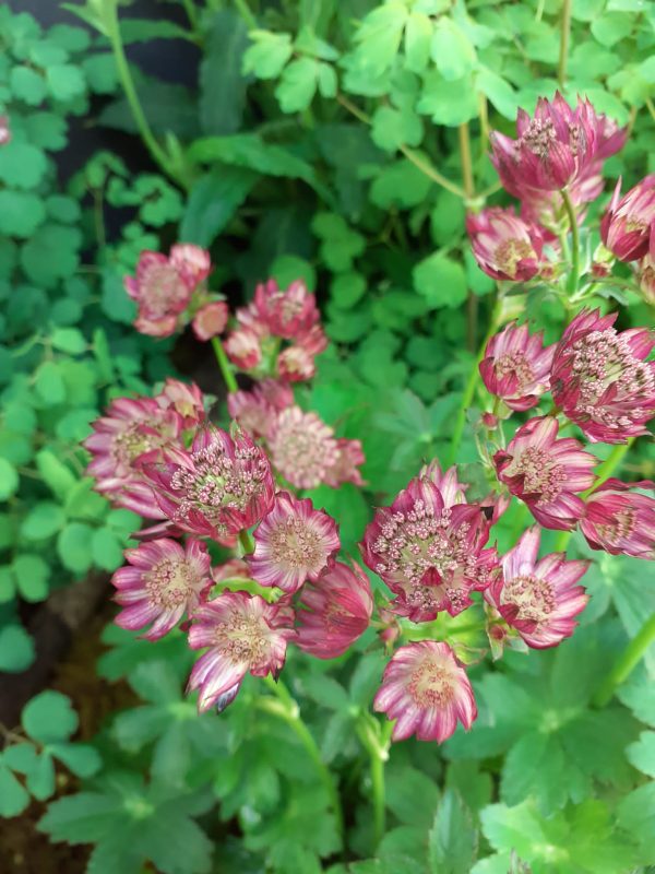Astrantia major 'Star of Treasure'
