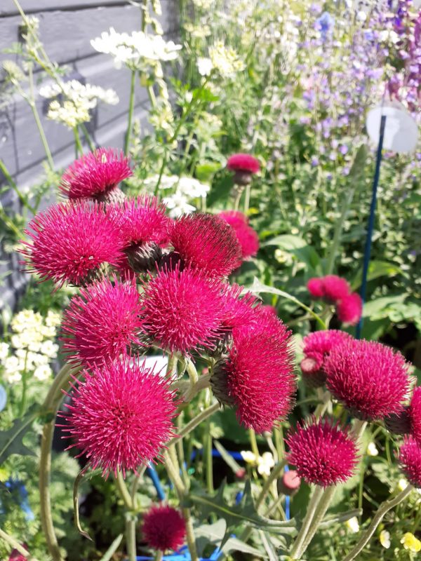 Cirsium rivulare 'Atropurpureum' Cirsium rivulare 'Atropurpureum'