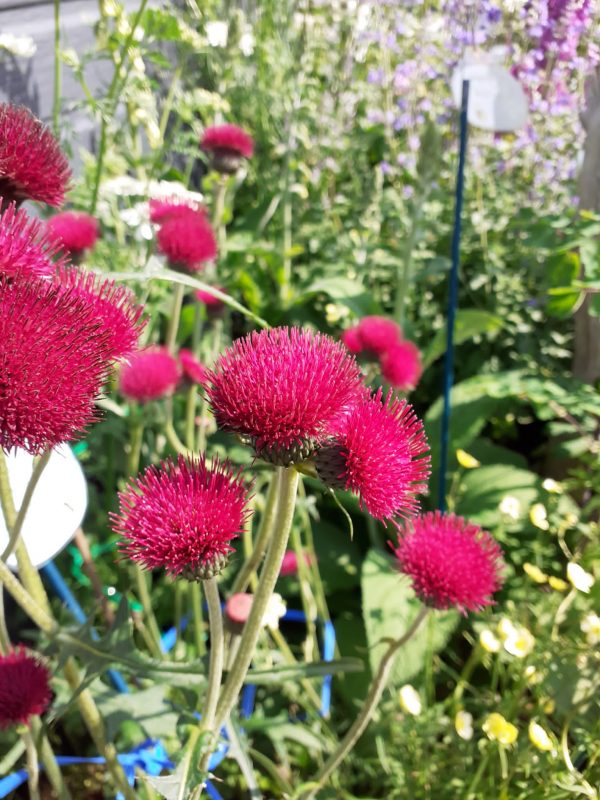 AtropCirsium rivulare 'Atropurpureum' urpurea Cirsium rivulare 'Atropurpureum'