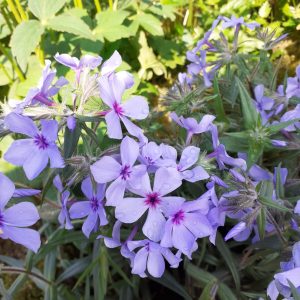 Phlox divaricata 'Chattahoochee'