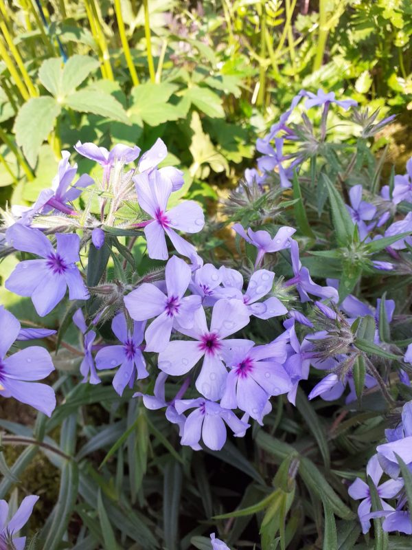 Phlox divaricata 'Chattahoochee' | Shop Beautiful Phlox | Proctors Nursery