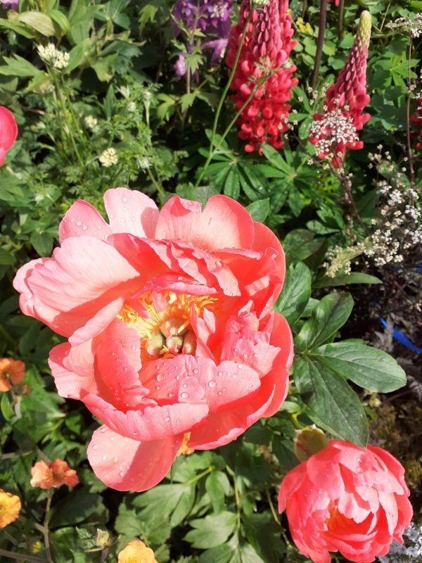 Coral Sunset 2 Paeonia 'Coral Sunset'