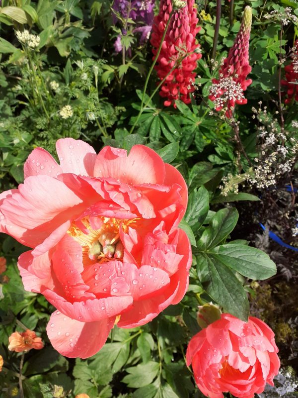 Coral Sunset 3 Paeonia 'Coral Sunset'