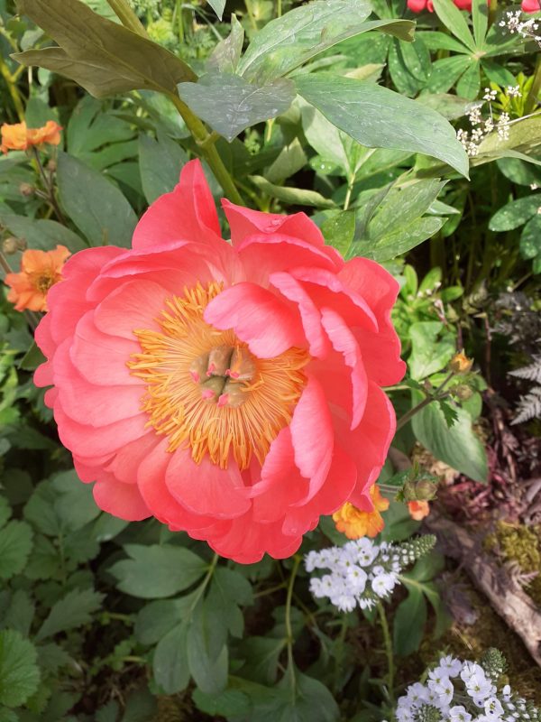 Coral Sunset 4 Paeonia 'Coral Sunset'