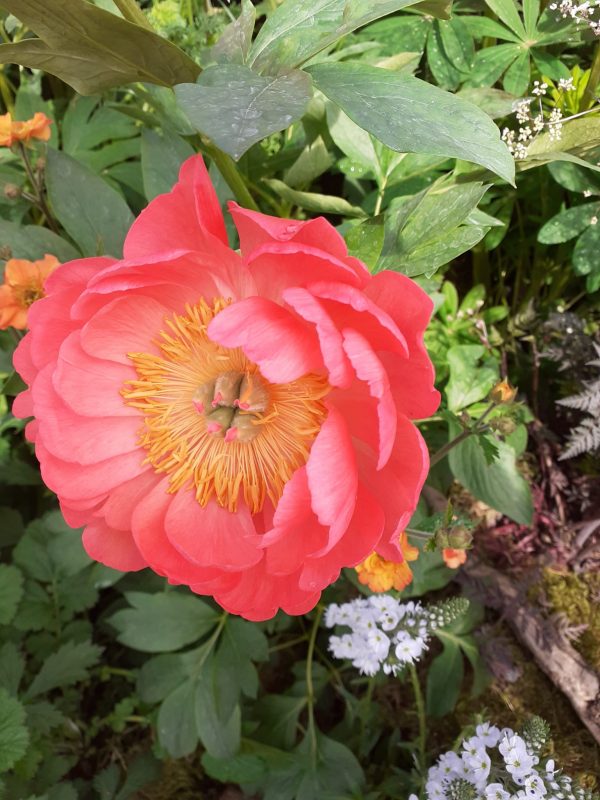 Coral Sunset 5 Paeonia 'Coral Sunset'