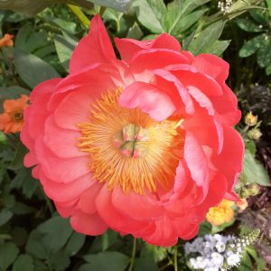 Paeonia 'Coral Sunset'