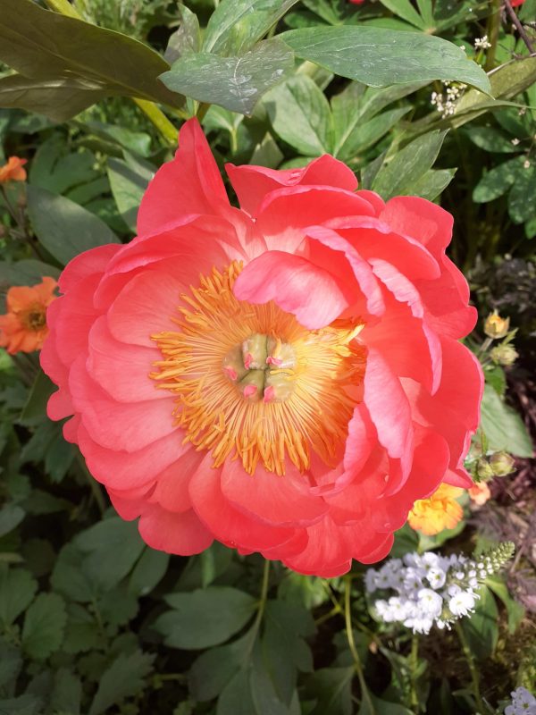Paeonia 'Coral Sunset' Paeonia 'Coral Sunset'
