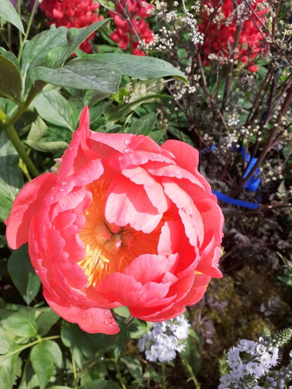 Coral Sunset Paeonia 'Coral Sunset'