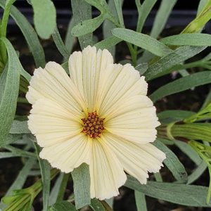 Coreopsis 'Buttermilk'
