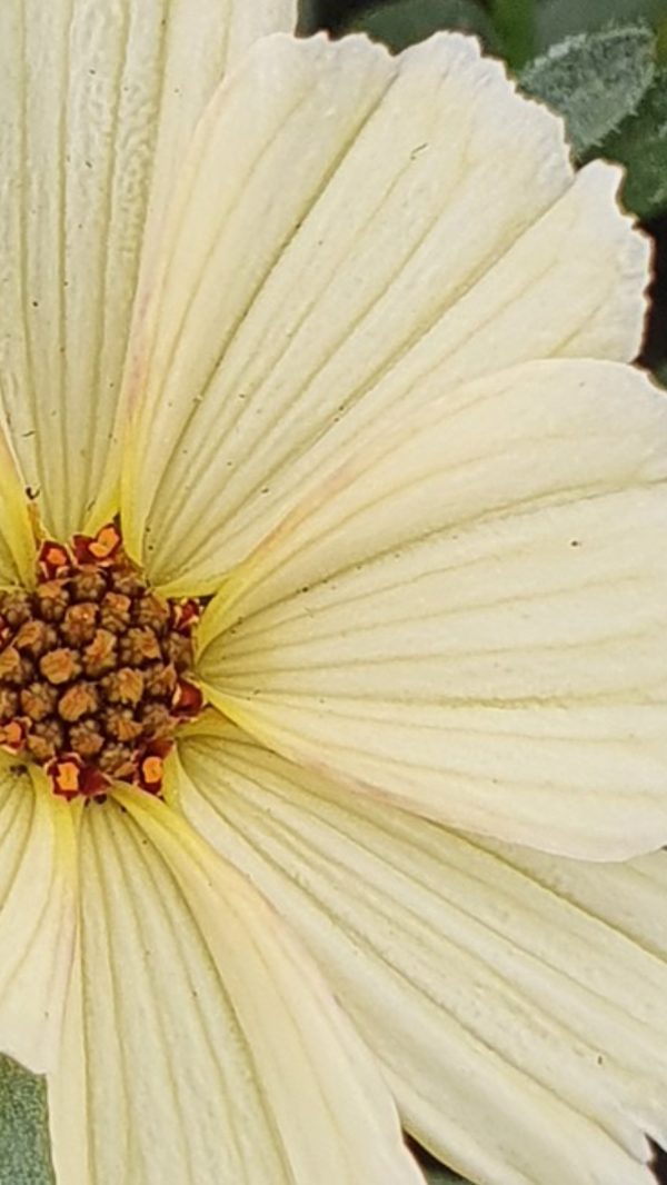 Coreopsis 'Buttermilk' Coreopsis 'Buttermilk'