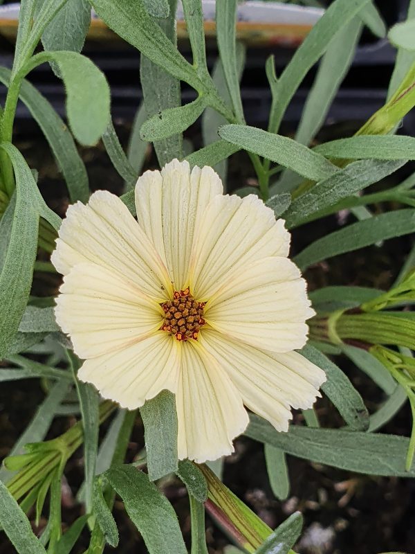 Coreopsis 'Buttermilk' Coreopsis 'Buttermilk'