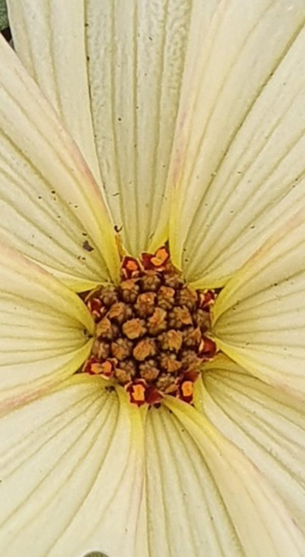 Coreopsis 'Buttermilk'2 Coreopsis 'Buttermilk'