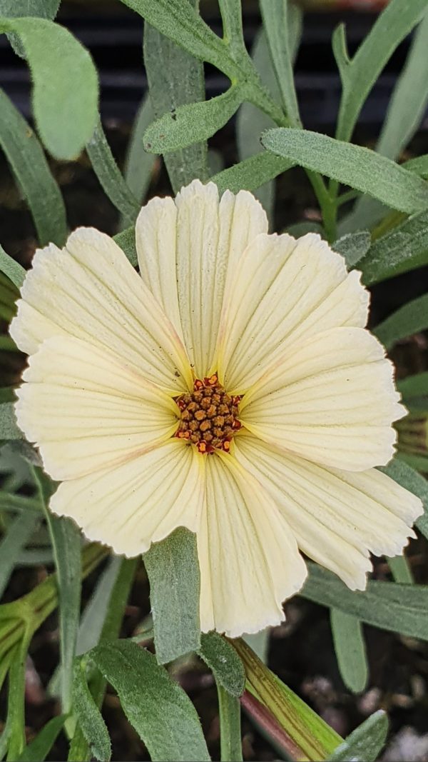 Coreopsis 'Buttermilk'3 Coreopsis 'Buttermilk'