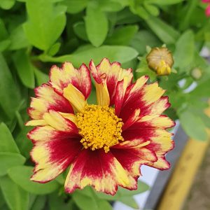 Buy Coreopsis Plants Online | Online Shop | Proctors Nursery