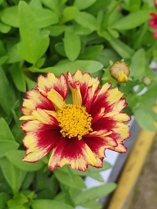 Coreopsis 'Solanna Sunset Burst'