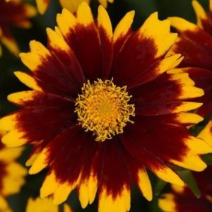 Coreopsis 'Up Tick Red'