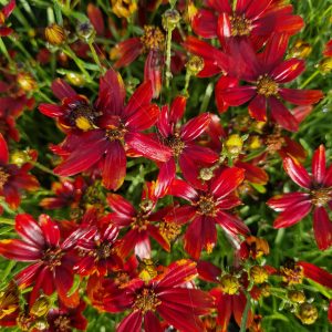 Coreopsis verticillata 'Ladybird'