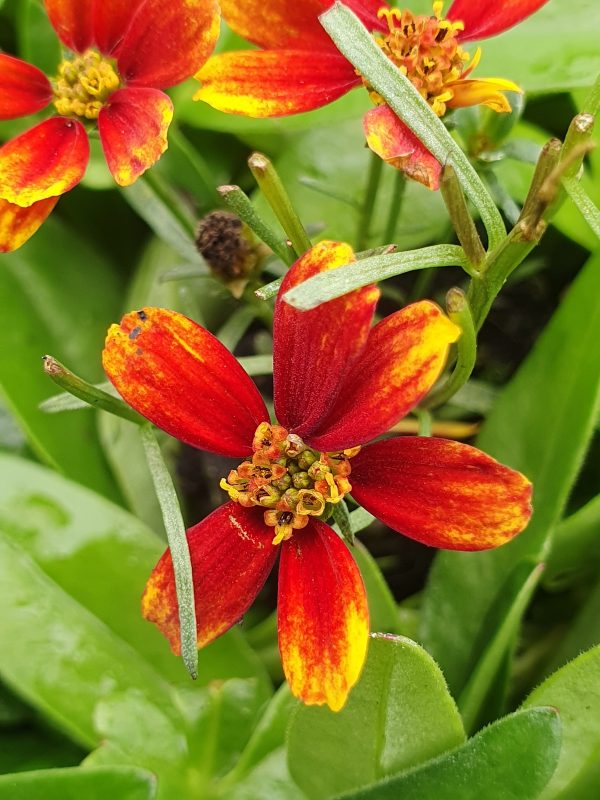 Coreopsis verticillata 'Ladybird' 2 Coreopsis verticillata 'Ladybird'