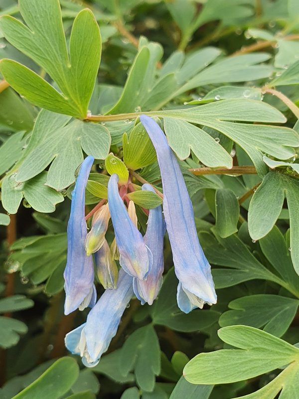 Corydalis 'Blue Heron' 2 Corydalis 'Blue Heron'