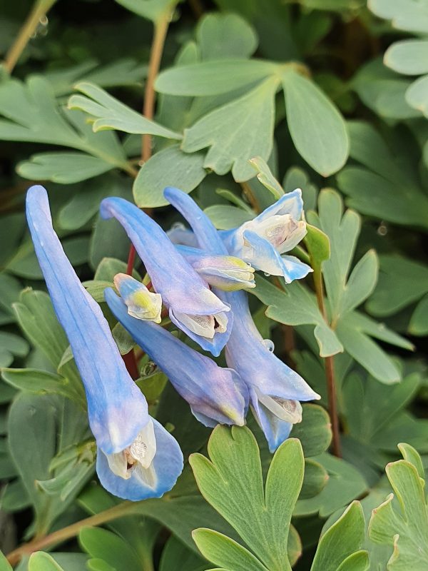 Corydalis 'Blue Heron' Corydalis 'Blue Heron'