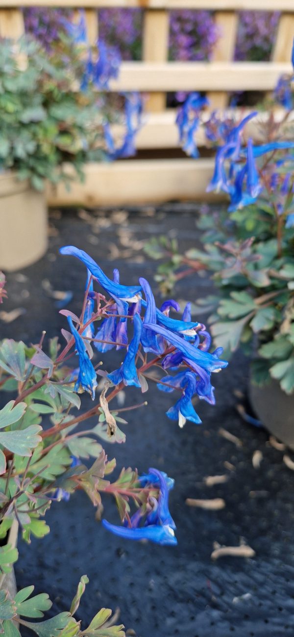 Corydalis 'Blue Heron' Corydalis 'Blue Heron'