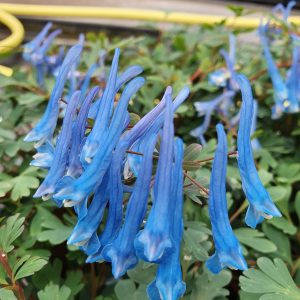 Corydalis 'Blue Heron'