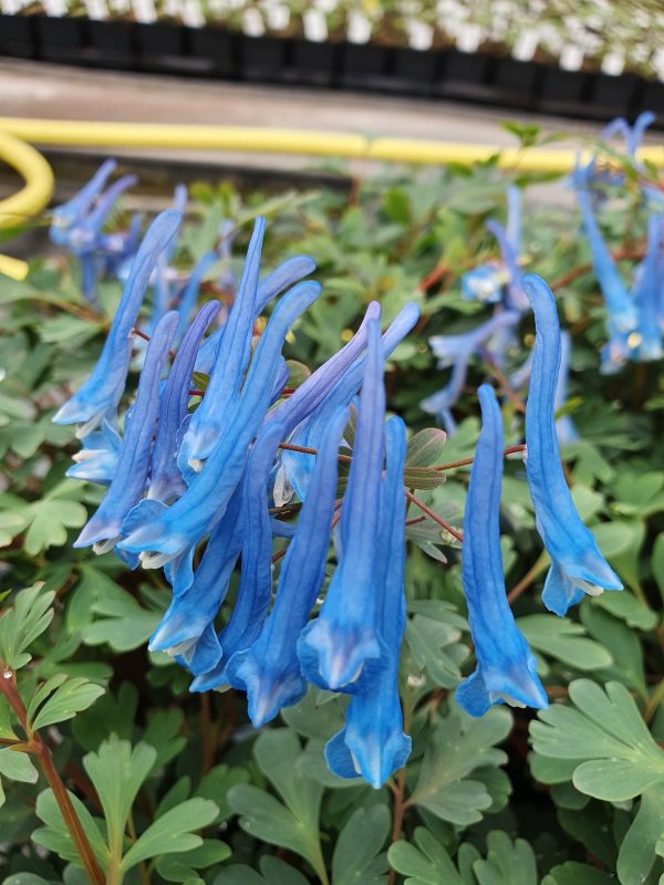 Corydalis blue heron Corydalis 'Blue Heron'