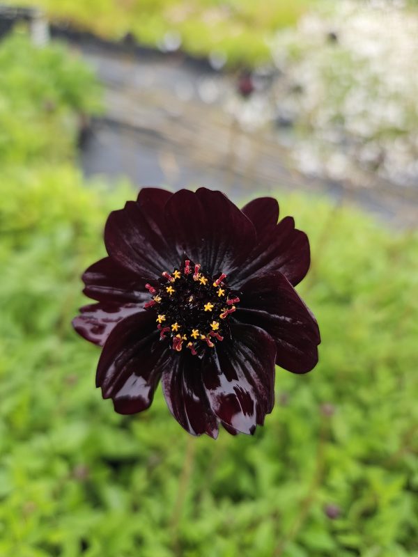 Cosmos atrosanguineus