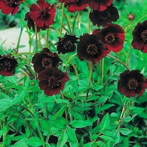 Cosmos atrosanguineus 'Eclipse'