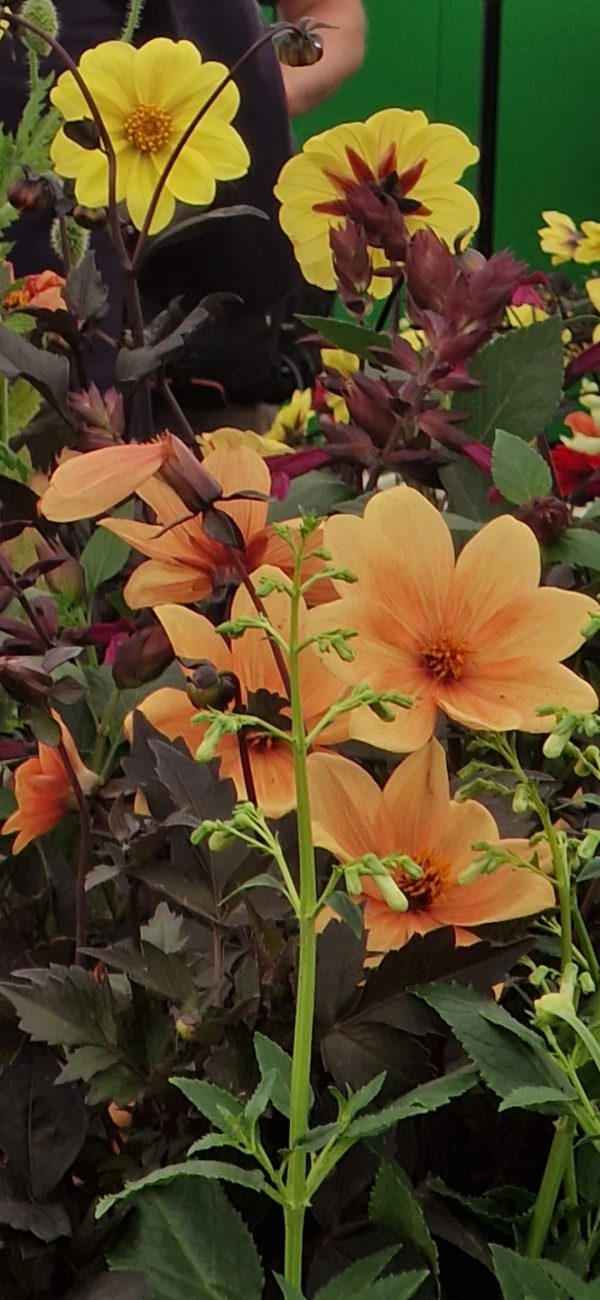 Dahlia 'Mystic Spirit' Dahlia 'Mystic Spirit'