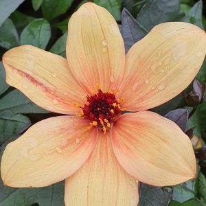 Dahlia 'Mystic Spirit'