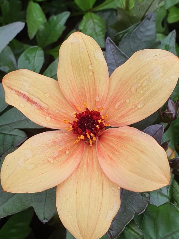 Dahlia mystic spirit Dahlia 'Mystic Spirit'