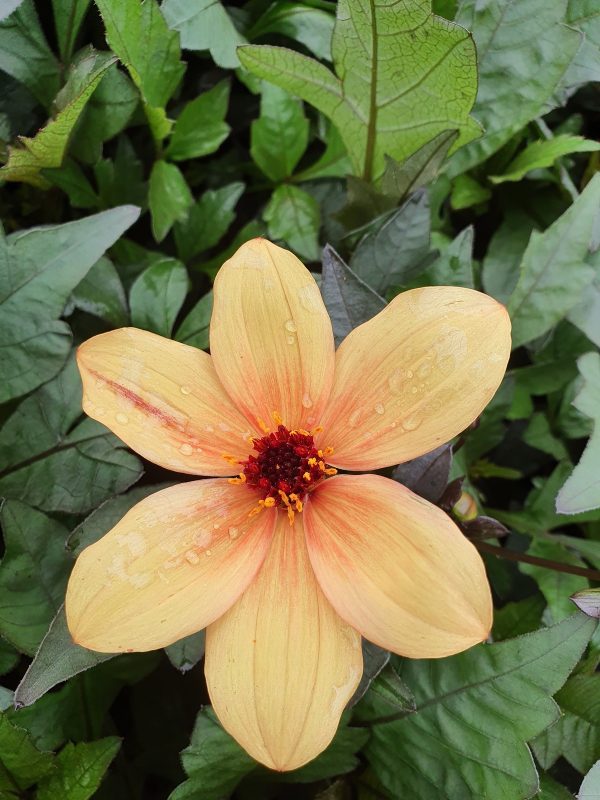 Dahlia mystic spirit 2 Dahlia 'Mystic Spirit'