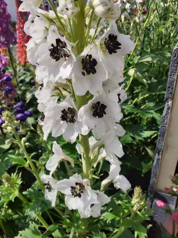 Delp White Dark Bee Delphinium x cultorum 'Magic Fountains White / Dark Bee'