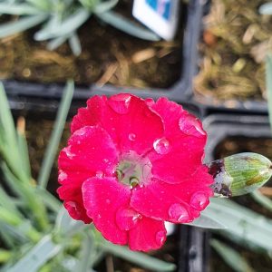 Dianthus 'Mountain Frost Red Garnet'