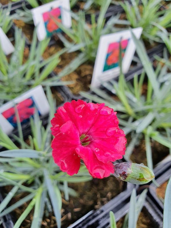 Dianthus 'Mountain Frost Red Proctors Nursery