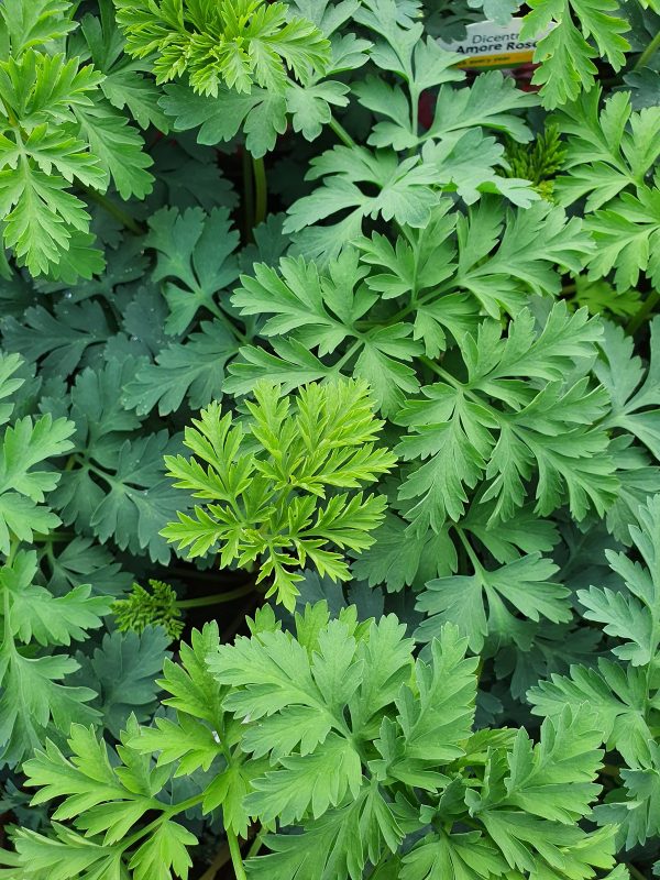Dicentra 'Amore Rose' Shop Well Established Dicentra Proctors Nursery