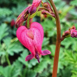 Dicentra 'Amore Rose'